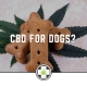 CBD For Dogs