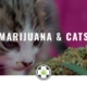 Marijuana And Cats