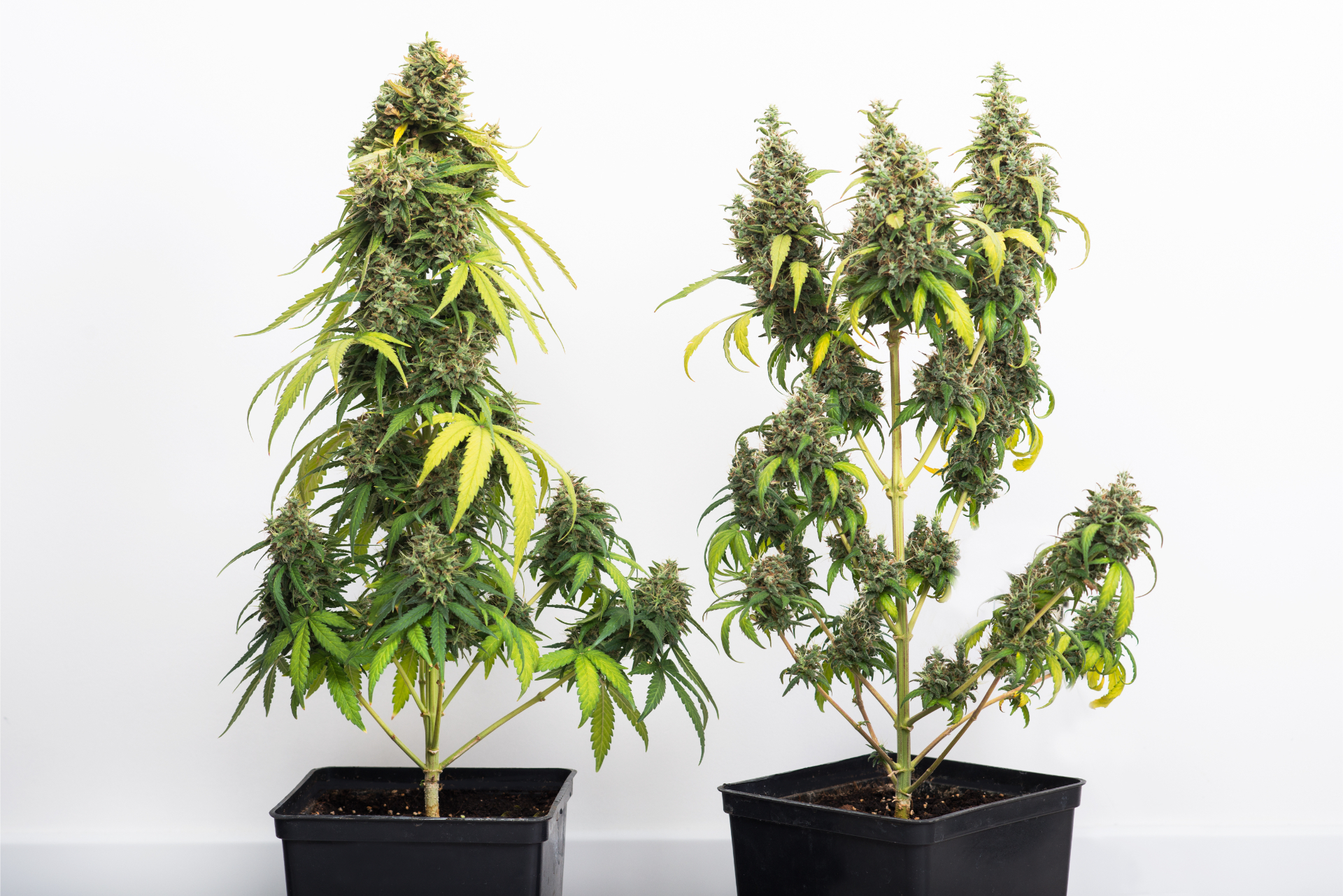 heat stress cannabis