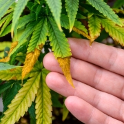 Heat Stress Cannabis