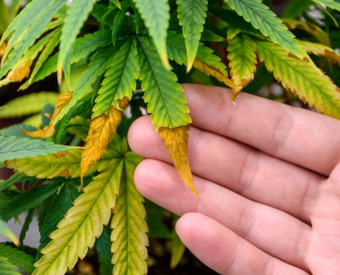 Heat Stress Cannabis