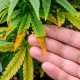 Heat Stress Cannabis