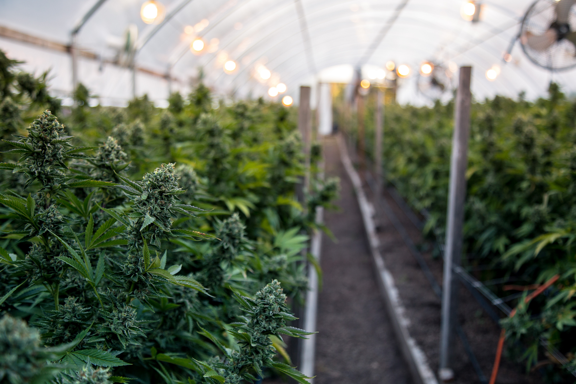 cannabis cultivation