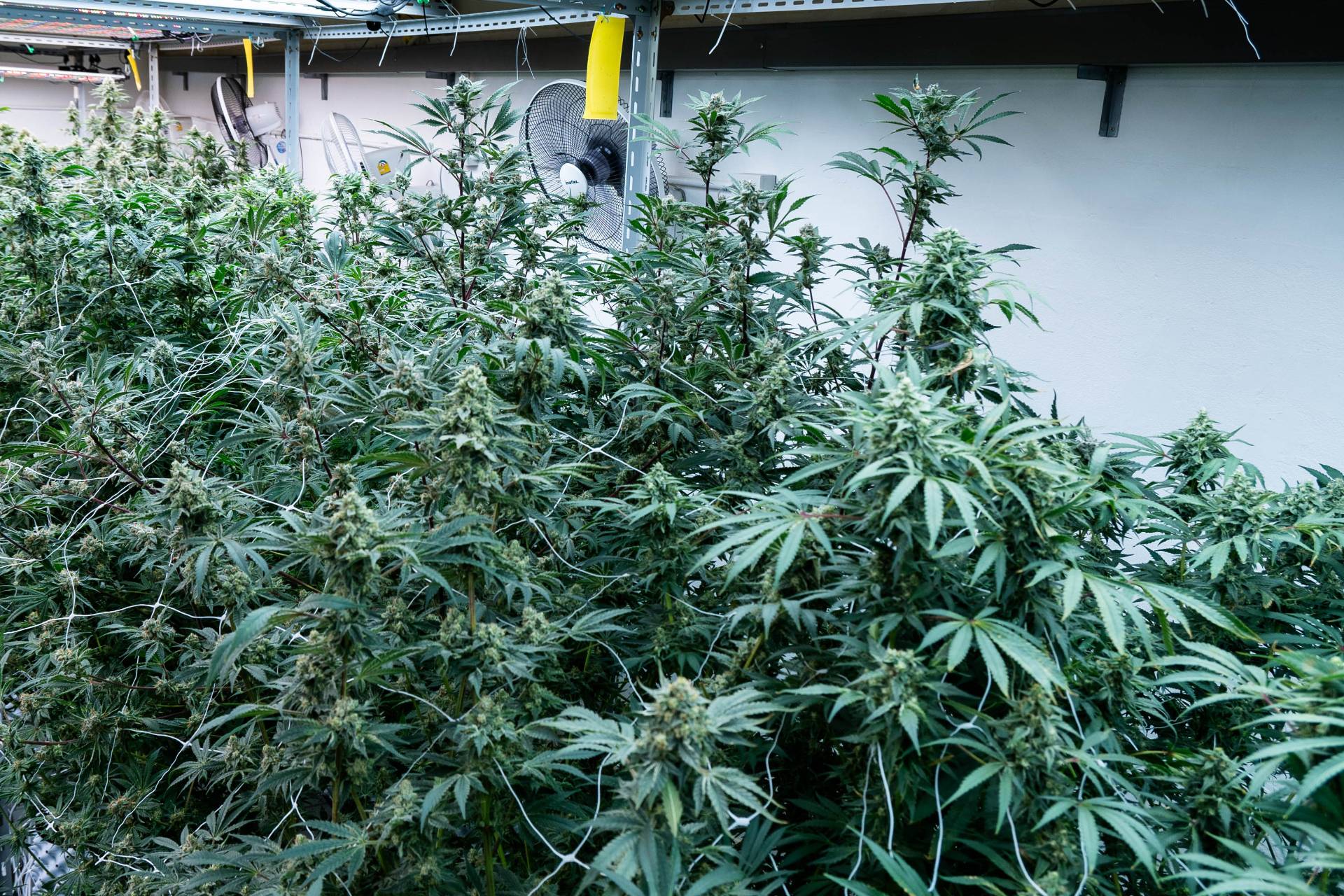 cannabis heat stress