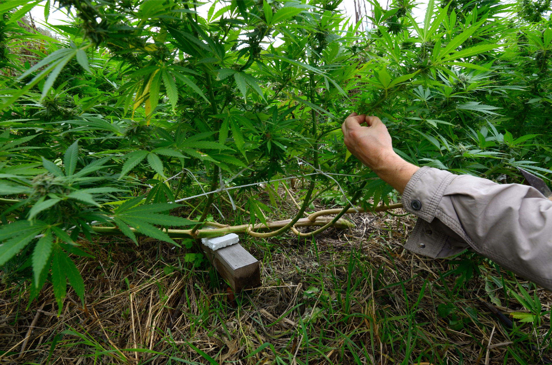cannabis seedling heat stress