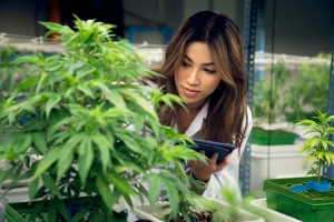 cannabis cultivation