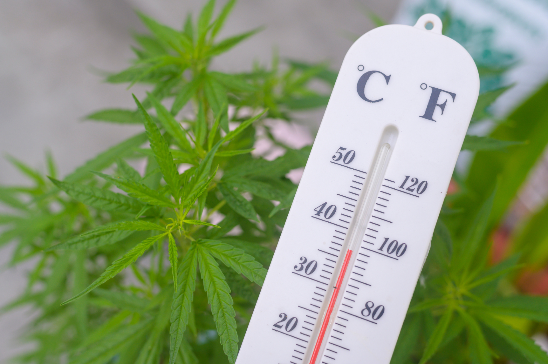 cannabis heat stress symptoms