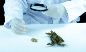 Marijuana Alternatives: Legal and Natural Options
