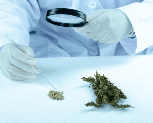 Marijuana Alternatives: Legal and Natural Options