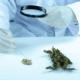 Marijuana Alternatives: Legal and Natural Options